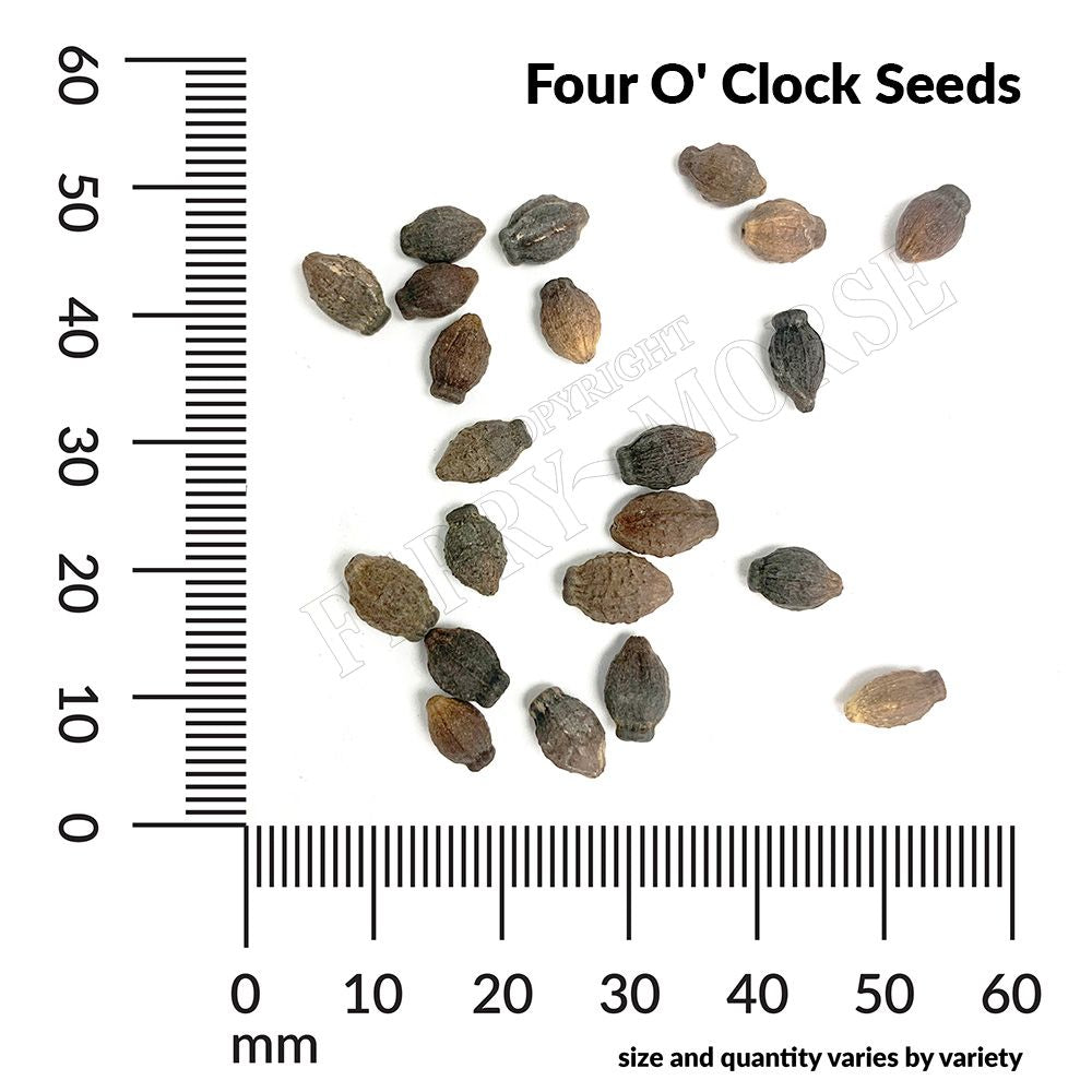 Four O Clock Seed Spill and Measurements
